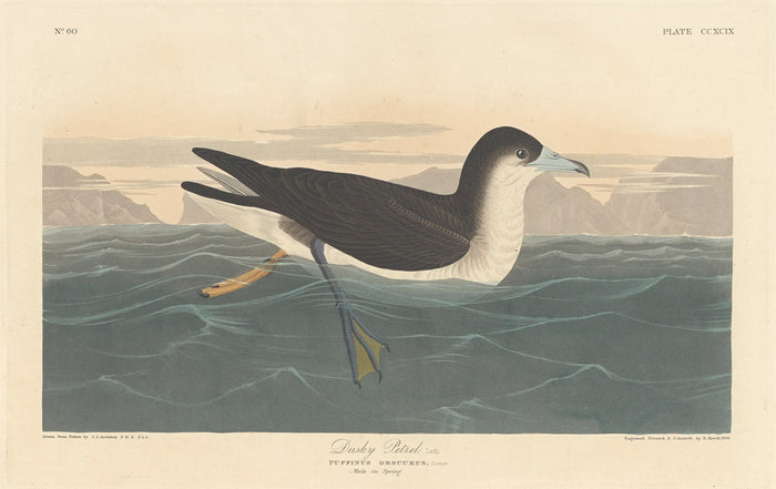 Dusky Petrel by Robert Havell after John James Audubon (American, 1793 - 1878), 16X12