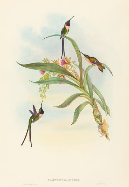 Tharmastura enicura (Slender Shear-Tail) by John Gould and H.C. Richter (British, 1804 - 1881), 16X12"(A3)Poster Print