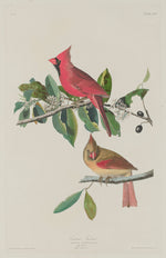 Cardinal Grosbeak by Robert Havell after John James Audubon (American, 1793 - 1878), 16X12"(A3)Poster Print