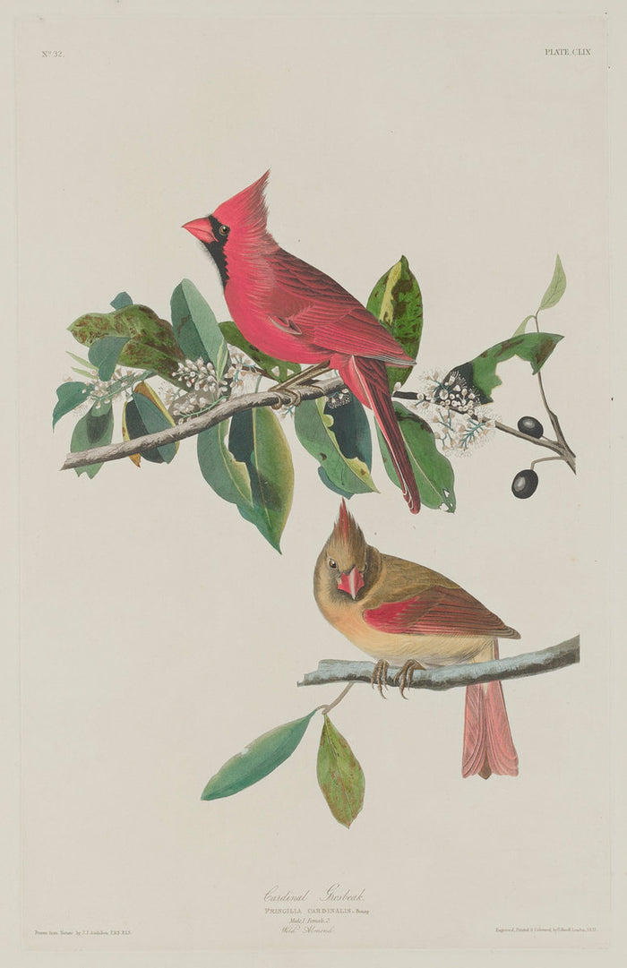 Cardinal Grosbeak by Robert Havell after John James Audubon (American, 1793 - 1878), 16X12