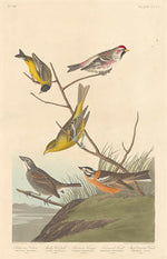 Arkansaw Siskin, Mealy Red-poll, Louisiana Tanager, Townsend's Finch and Buff-breasted Finch by Robert Havell after John James Audubon (American, 1793 - 1878), 16X12"(A3)Poster Print