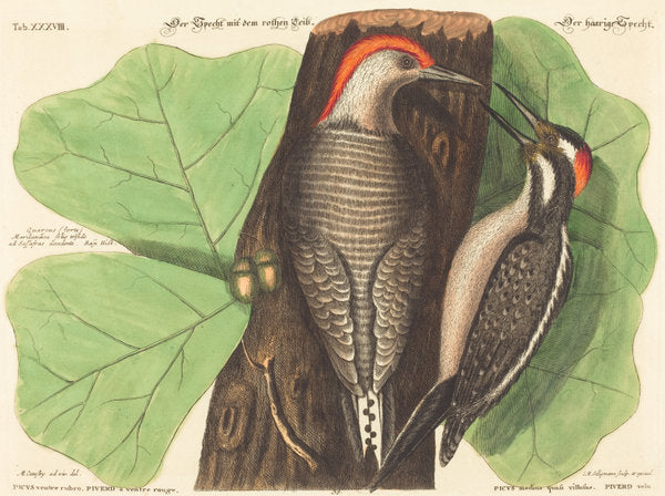 The Red Bellied Woodpecker (Picus Carolinus) by Johann Michael Seligmann after Mark Catesby (German, 1720 - 1762), 16X12"(A3)Poster Print
