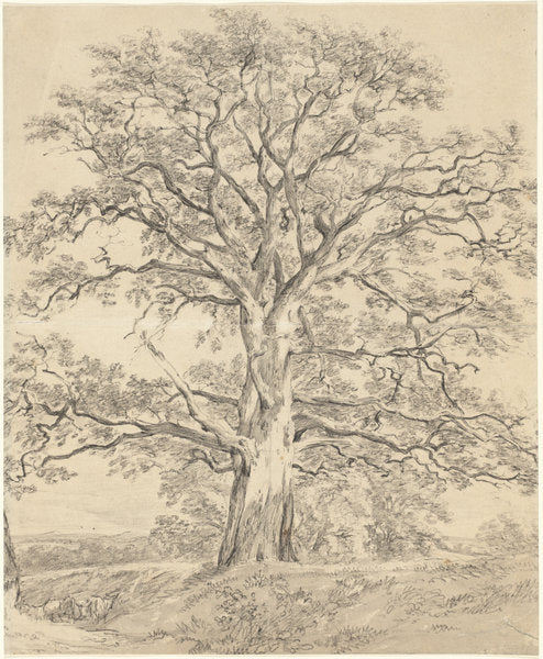 A Great Oak Tree by John Constable (British, 1776 - 1837), 16X12