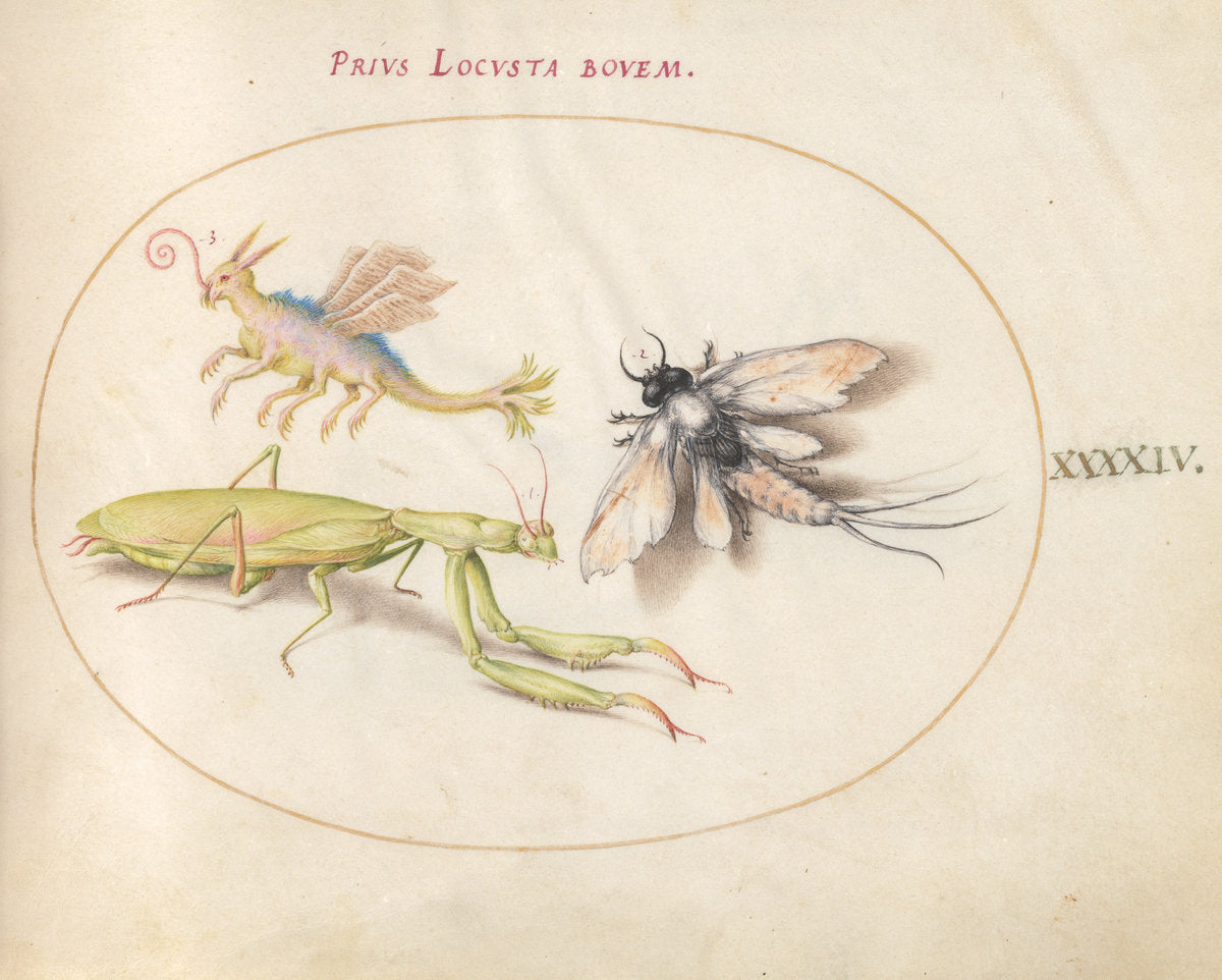Animalia Rationalia et Insecta (Ignis):  Plate XLIV by Joris Hoefnagel (Flemish, 1542 - 1600), 16X12"(A3)Poster Print