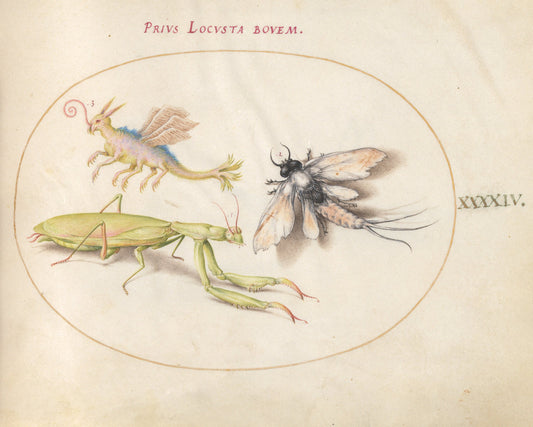 Animalia Rationalia et Insecta (Ignis):  Plate XLIV by Joris Hoefnagel (Flemish, 1542 - 1600), 16X12"(A3)Poster Print