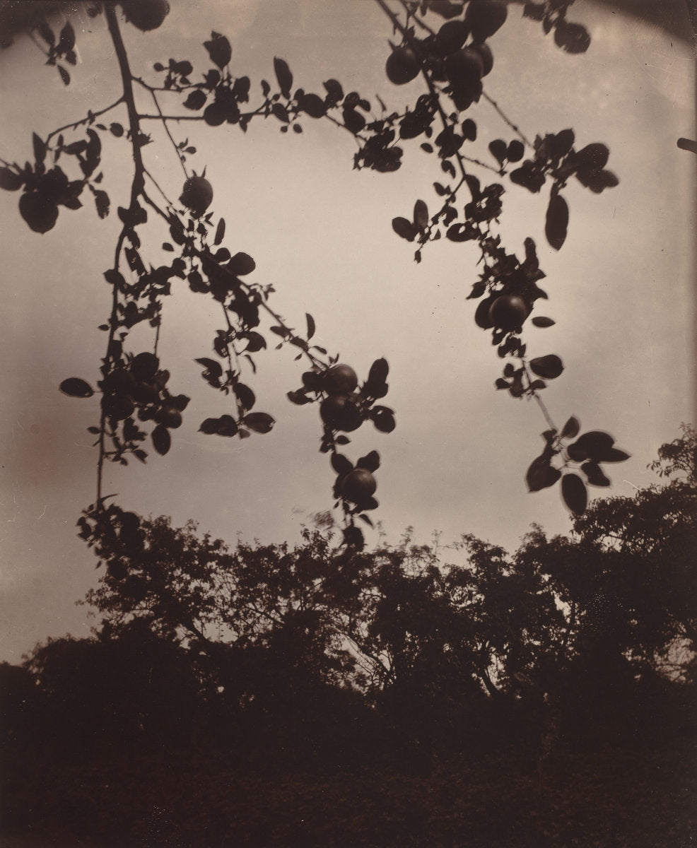 Branche de pommier by Eugène Atget (French, 1857 - 1927), 16X12"(A3)Poster Print