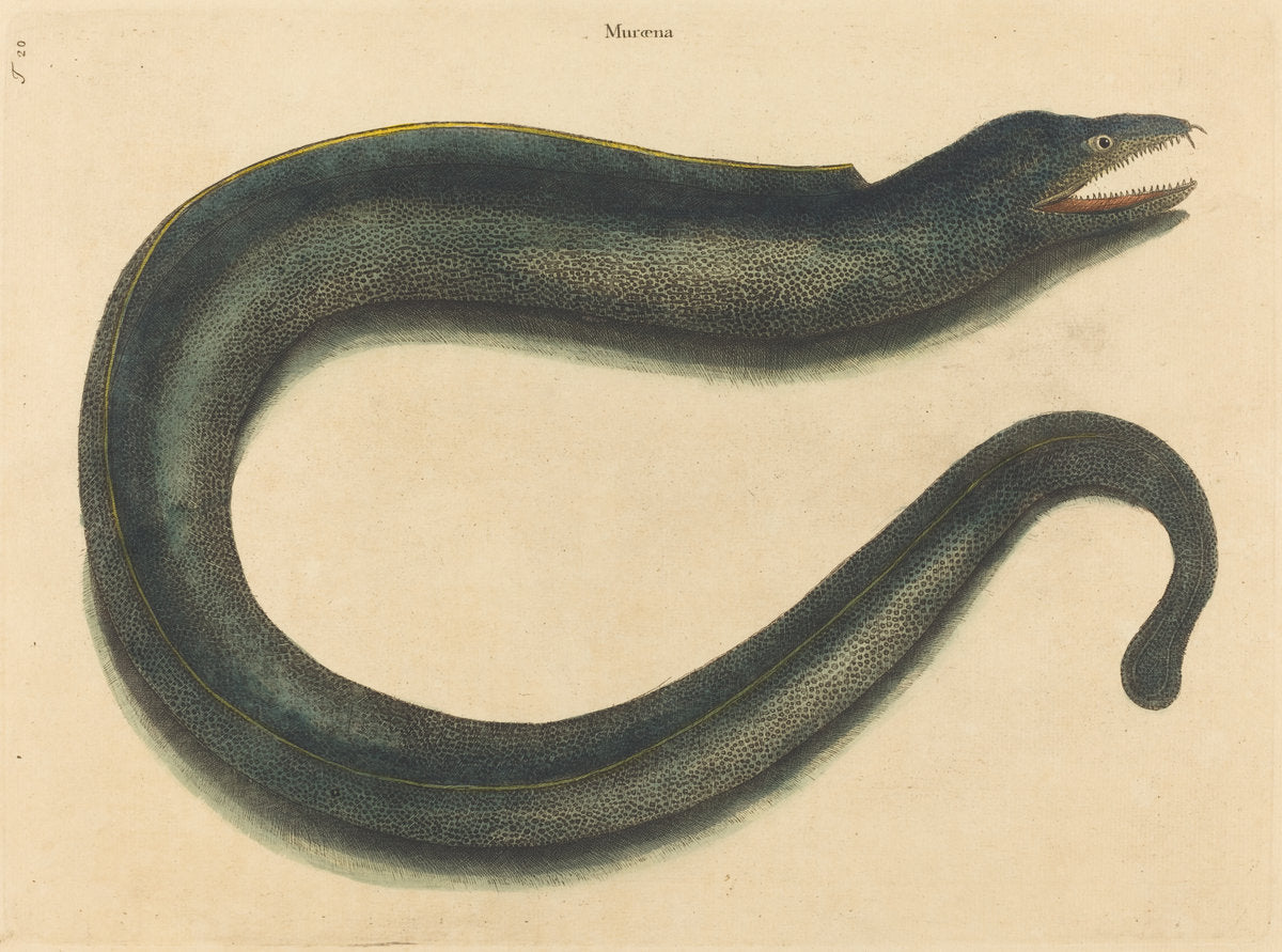 The Muray (Muraena helena) by Mark Catesby (English, 1679 - 1749), 16X12"(A3)Poster Print