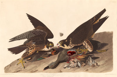 Great Footed Hawk by Robert Havell after John James Audubon (American, born England, 1793 - 1878), 16X12"(A3)Poster Print