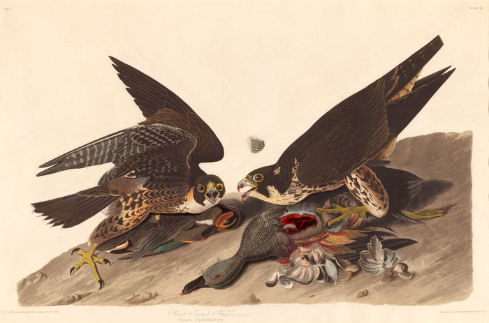 Great Footed Hawk by Robert Havell after John James Audubon (American, born England, 1793 - 1878), 16X12