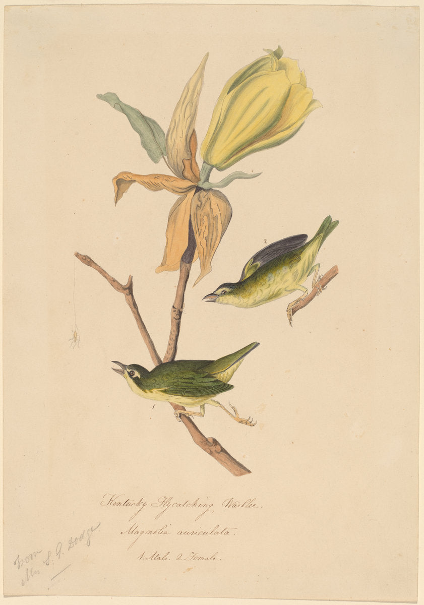 Kentucky Fly-catching Warbler by John Woodhouse Audubon (American, 1812 - 1862), 16X12"(A3)Poster Print