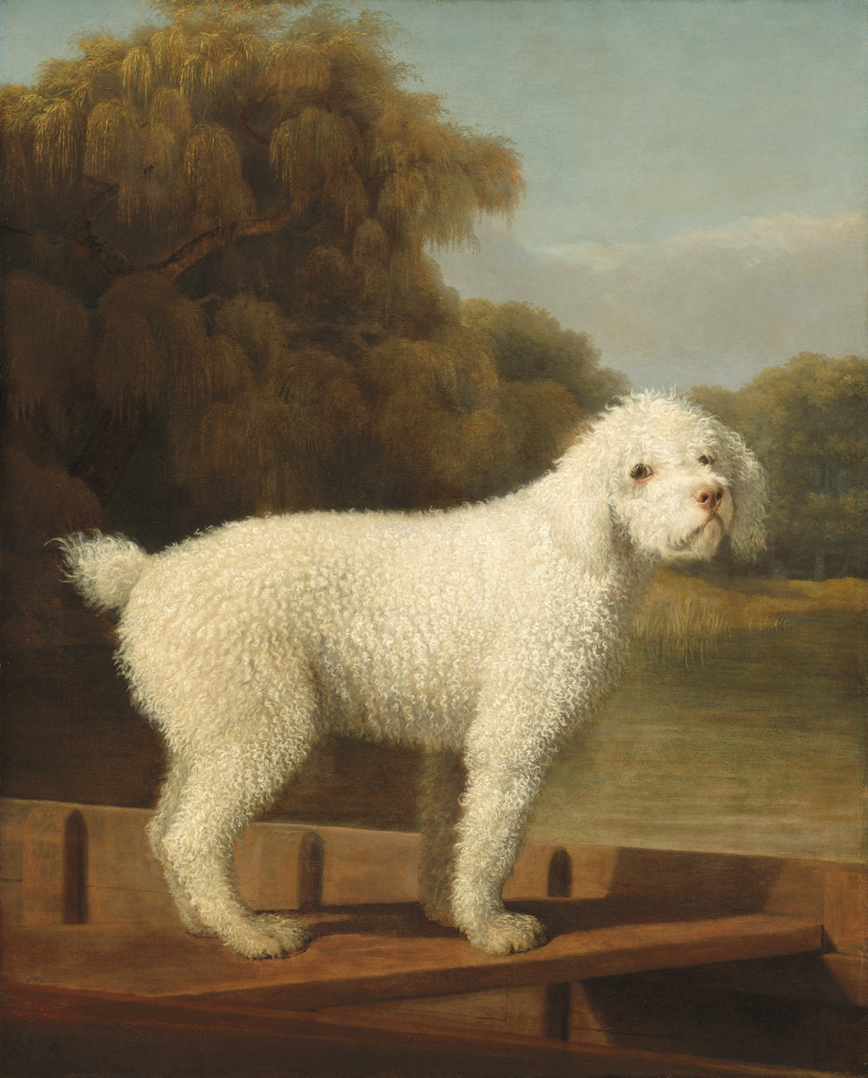 White Poodle in a Punt by George Stubbs (British, 1724 - 1806), 16X12"(A3)Poster Print