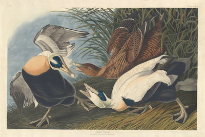 Eider Duck by Robert Havell after John James Audubon (American, 1793 - 1878), 16X12"(A3)Poster Print