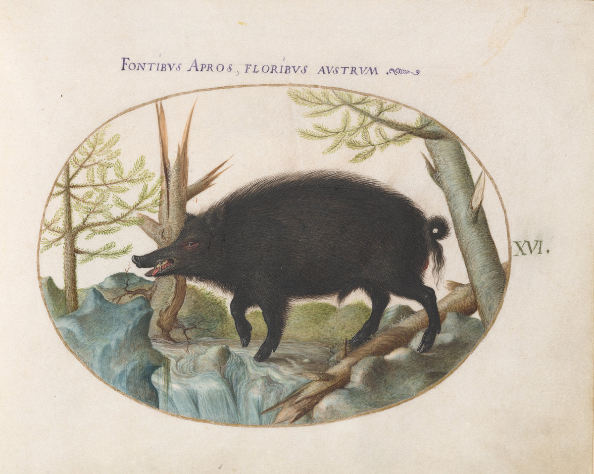 Animalia Qvadrvpedia et Reptilia (Terra): Plate XVI by Joris Hoefnagel (Flemish, 1542 - 1600), 16X12"(A3)Poster Print