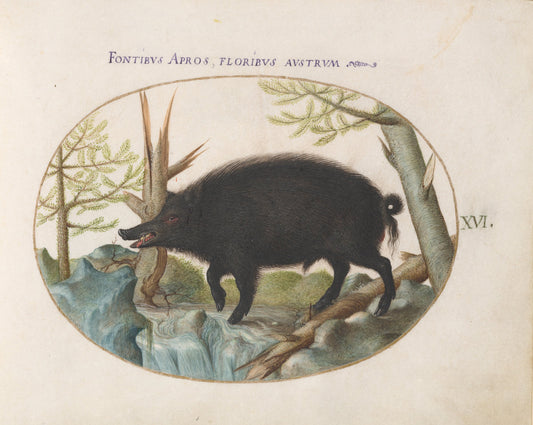 Animalia Qvadrvpedia et Reptilia (Terra): Plate XVI by Joris Hoefnagel (Flemish, 1542 - 1600), 16X12"(A3)Poster Print