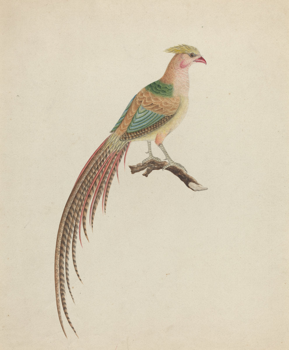 c. 1801 by British 18th Century (Golden Pheasant (Chrysolophus pictus)), 16X12"(A3)Poster Print
