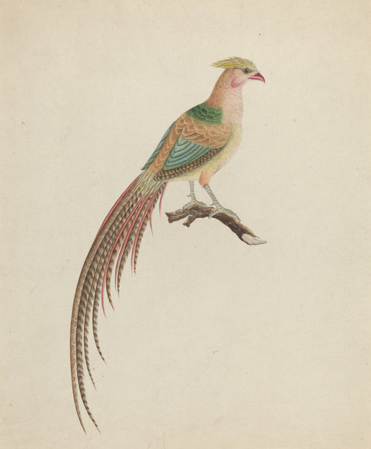 c. 1801 by British 18th Century (Golden Pheasant (Chrysolophus pictus)), 16X12"(A3)Poster Print