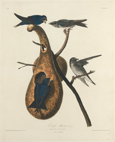 Purple Martin by Robert Havell after John James Audubon (American, 1793 - 1878), 16X12"(A3)Poster Print