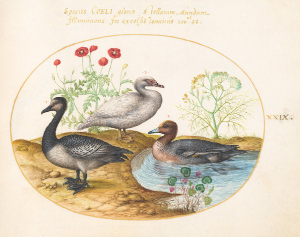 Animalia Volatilia et Amphibia (Aier): Plate XXIX by Joris Hoefnagel (Flemish, 1542 - 1600), 16X12"(A3)Poster Print