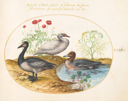 Animalia Volatilia et Amphibia (Aier): Plate XXIX by Joris Hoefnagel (Flemish, 1542 - 1600), 16X12"(A3)Poster Print