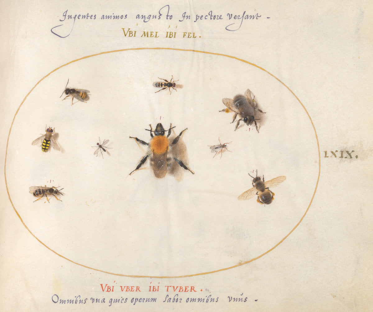 Animalia Rationalia et Insecta (Ignis):  Plate LXIX by Joris Hoefnagel (Flemish, 1542 - 1600), 16X12"(A3)Poster Print