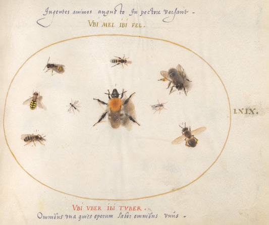 Animalia Rationalia et Insecta (Ignis):  Plate LXIX by Joris Hoefnagel (Flemish, 1542 - 1600), 16X12"(A3)Poster Print
