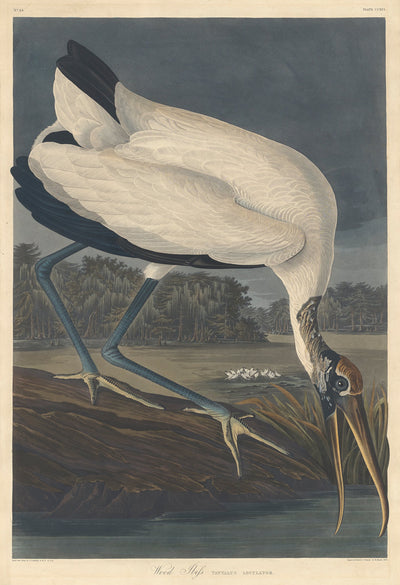 Wood Ibis by Robert Havell after John James Audubon (American, born England, 1793 - 1878), 16X12"(A3)Poster Print