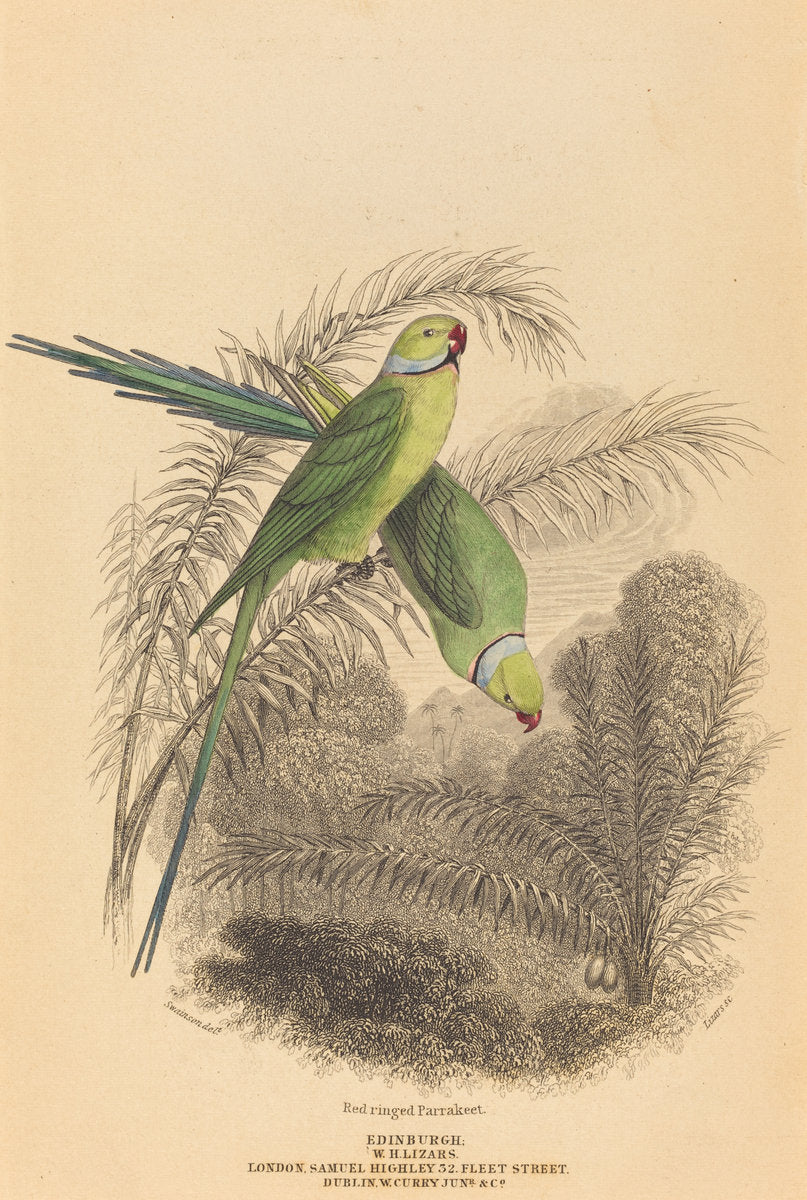 Red Ringed Parrakeet by William Home Lizars after William Swainson (Scottish, 1788 - 1859), 16X12"(A3)Poster Print