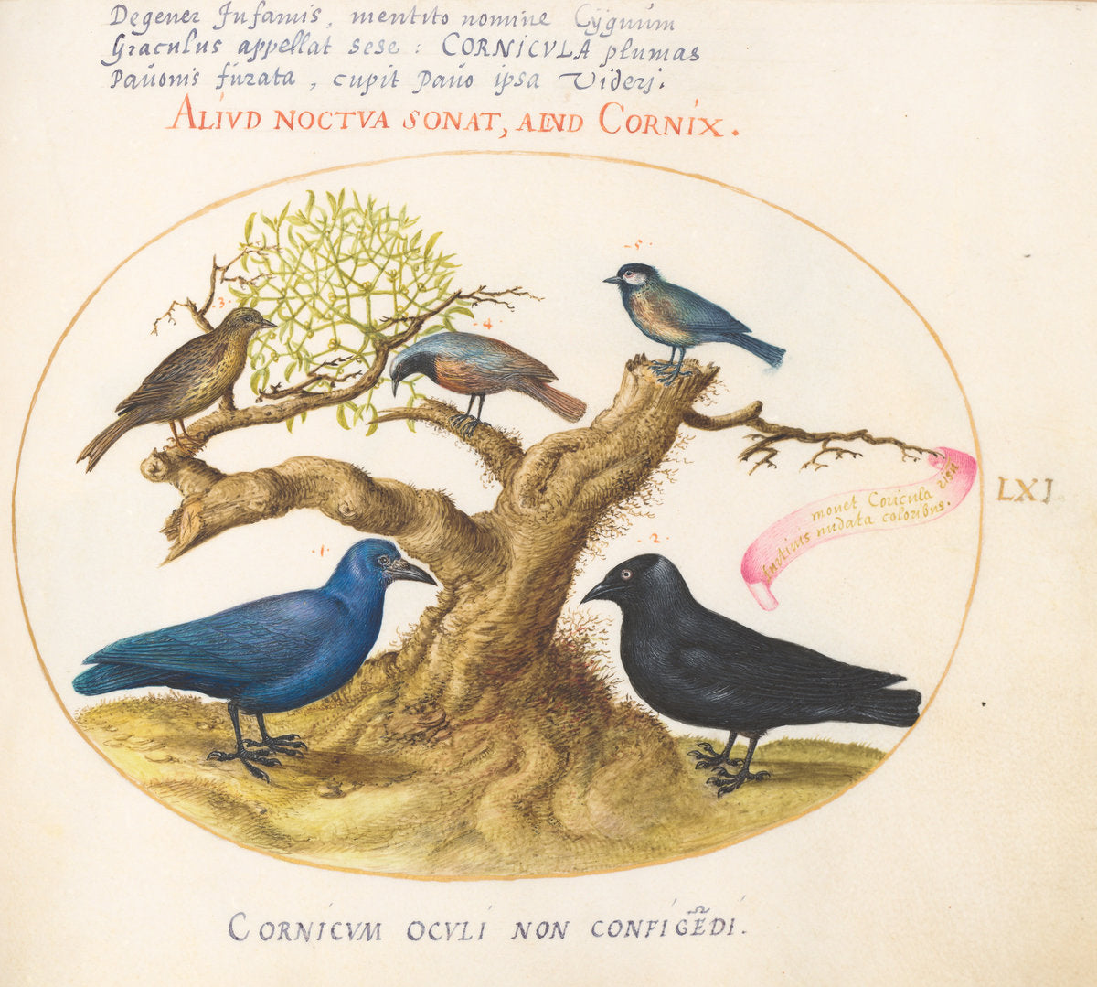 Animalia Volatilia et Amphibia (Aier): Plate LXI by Joris Hoefnagel (Flemish, 1542 - 1600), 16X12"(A3)Poster Print