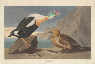 King Duck by Robert Havell after John James Audubon (American, 1793 - 1878), 16X12"(A3)Poster Print