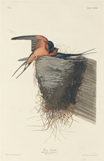 Barn Swallow by Robert Havell after John James Audubon (American, 1793 - 1878), 16X12"(A3)Poster Print