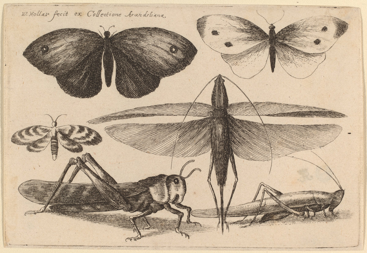 Six Insects by Wenceslaus Hollar (Bohemian, 1607 - 1677), 16X12"(A3)Poster Print
