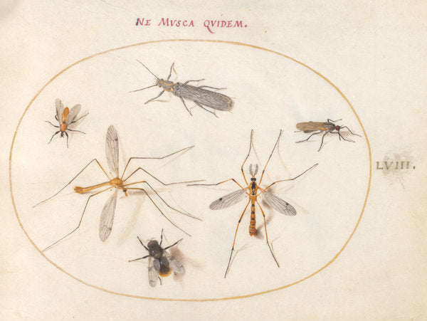 Animalia Rationalia et Insecta (Ignis):  Plate LVIII by Joris Hoefnagel (Flemish, 1542 - 1600), 16X12"(A3)Poster Print