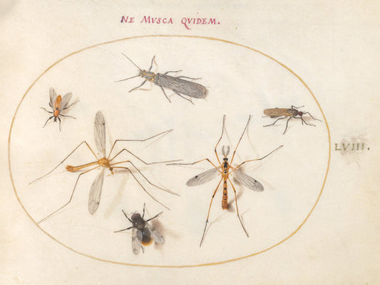 Animalia Rationalia et Insecta (Ignis):  Plate LVIII by Joris Hoefnagel (Flemish, 1542 - 1600), 16X12"(A3)Poster Print