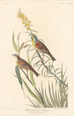 Black-throated Bunting by Robert Havell after John James Audubon (American, 1793 - 1878), 16X12"(A3)Poster Print