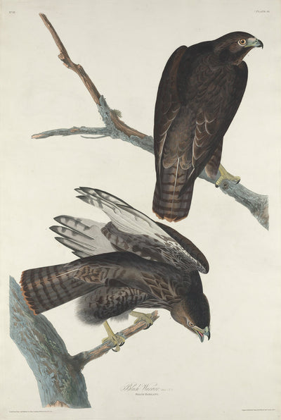 Black Warrior by Robert Havell after John James Audubon (American, 1793 - 1878), 16X12"(A3)Poster Print