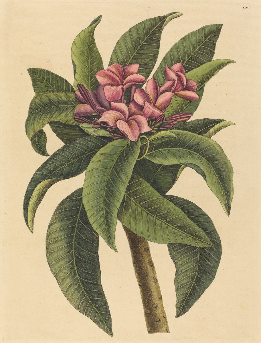 Red Frangipanni (Plumeria rubra) by Mark Catesby (English, 1679 - 1749), 16X12"(A3)Poster Print