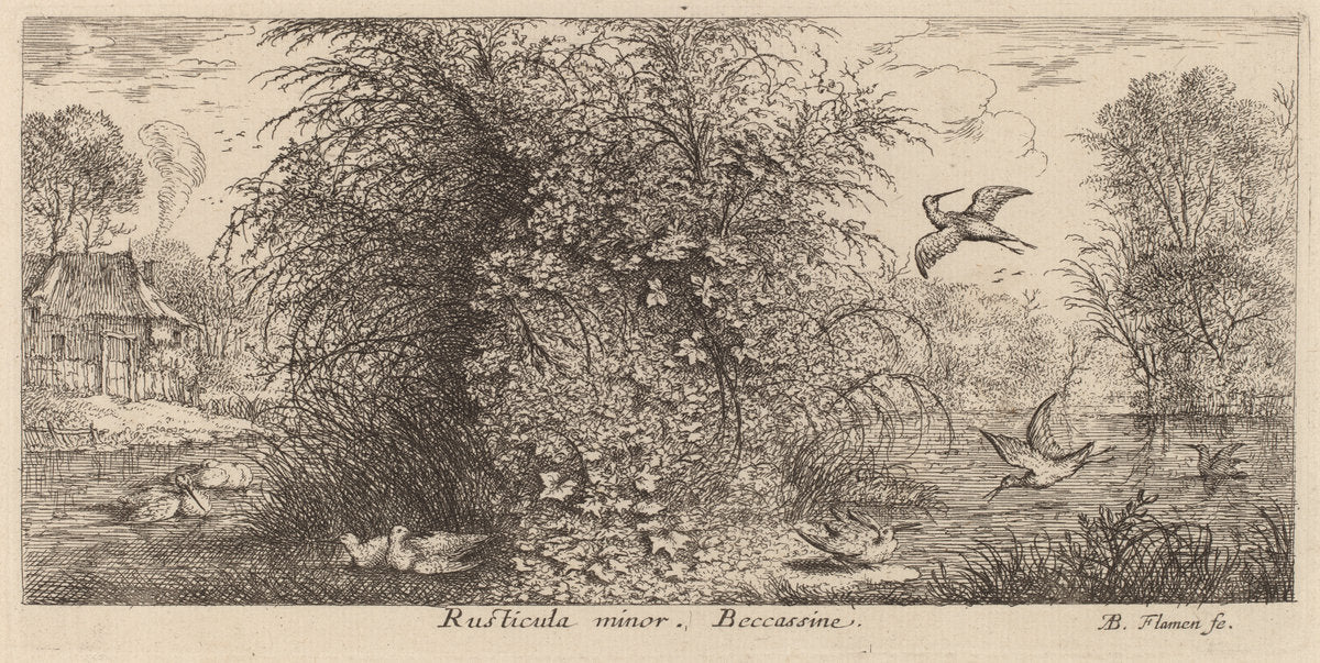 Rusticula minor, The Snipe by Albert Flamen (Flemish, c. 1620 - 1669 or after), 16X12"(A3)Poster Print