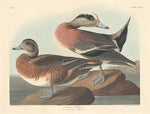 American Widgeon by Robert Havell after John James Audubon (American, 1793 - 1878), 16X12"(A3)Poster Print