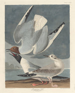 Bonapartian Gull by Robert Havell after John James Audubon (American, 1793 - 1878), 16X12"(A3)Poster Print