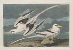 Tropic Bird by Robert Havell after John James Audubon (American, 1793 - 1878), 16X12"(A3)Poster Print