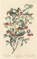 Audubon's Warbler, Hermit Warbler and Black-throated Gray Warbler by Robert Havell after John James Audubon (American, 1793 - 1878), 16X12"(A3)Poster Print