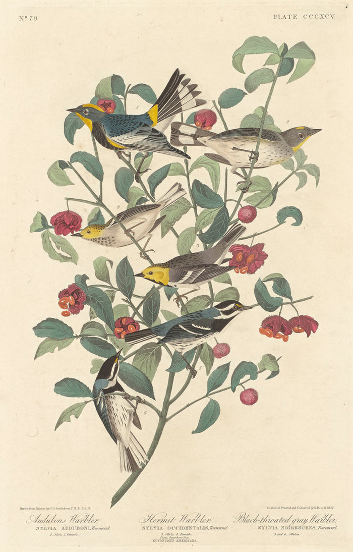 Audubon's Warbler, Hermit Warbler and Black-throated Gray Warbler by Robert Havell after John James Audubon (American, 1793 - 1878), 16X12