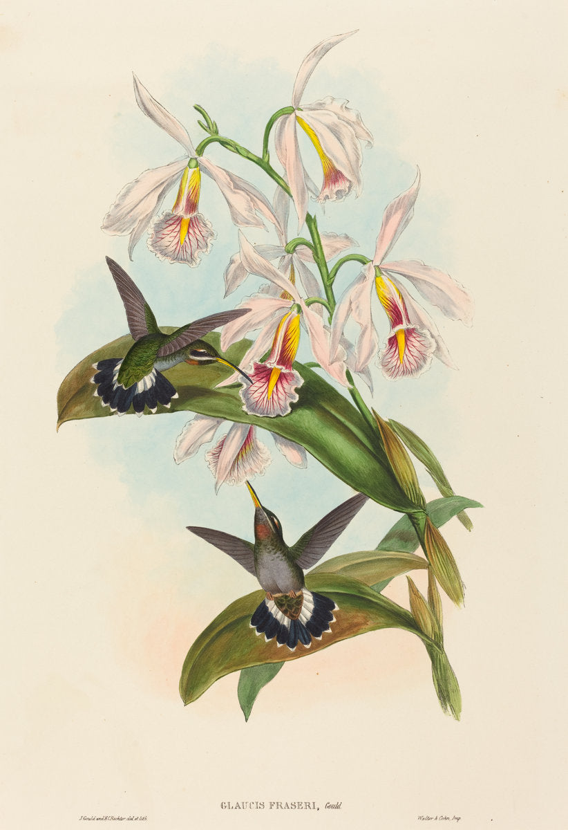 Glaucis fraseri (Fraser's Barbed-throat) by John Gould and H.C. Richter (British, 1804 - 1881), 16X12"(A3)Poster Print
