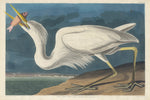 Great White Heron by Robert Havell after John James Audubon (American, 1793 - 1878), 16X12"(A3)Poster Print