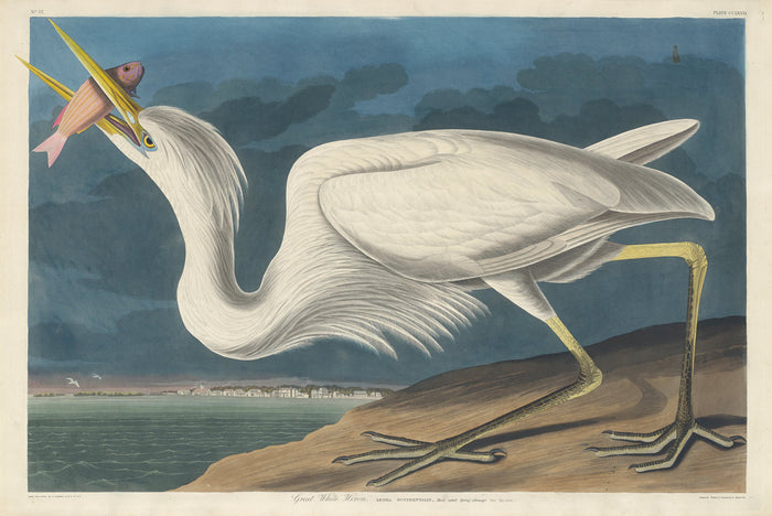 Great White Heron by Robert Havell after John James Audubon (American, 1793 - 1878), 16X12