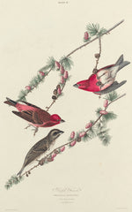 Purple Finch by William Home Lizars after John James Audubon (Scottish, 1788 - 1859), 16X12"(A3)Poster Print