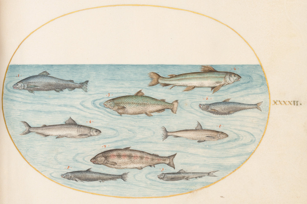 Animalia Aqvatilia et Cochiliata (Aqva): Plate XLII by Joris Hoefnagel (Flemish, 1542 - 1600), 16X12"(A3)Poster Print