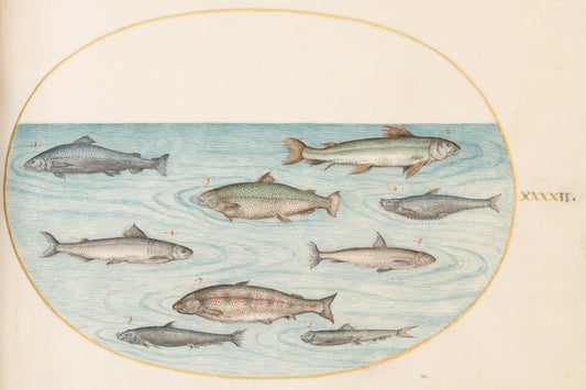 Animalia Aqvatilia et Cochiliata (Aqva): Plate XLII by Joris Hoefnagel (Flemish, 1542 - 1600), 16X12"(A3)Poster Print