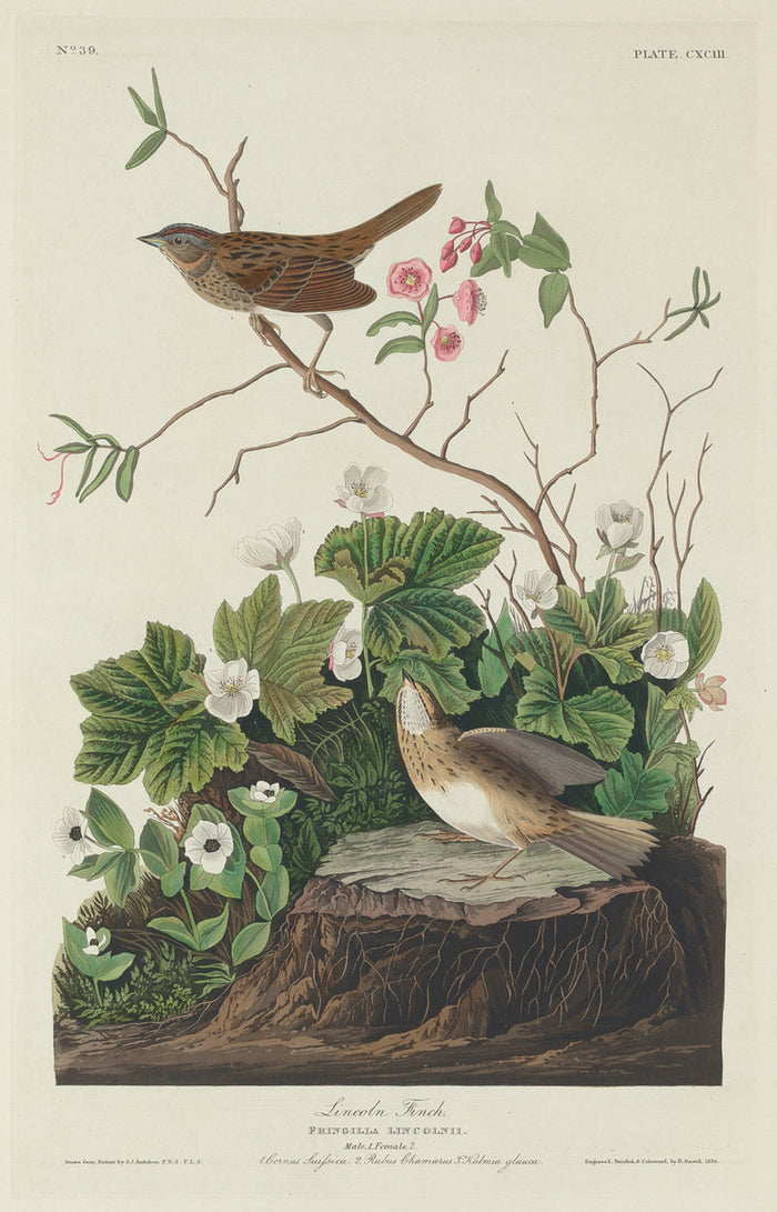 Lincoln Finch by Robert Havell after John James Audubon (American, 1793 - 1878), 16X12