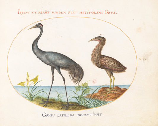 Animalia Volatilia et Amphibia (Aier): Plate XV by Joris Hoefnagel (Flemish, 1542 - 1600), 16X12"(A3)Poster Print
